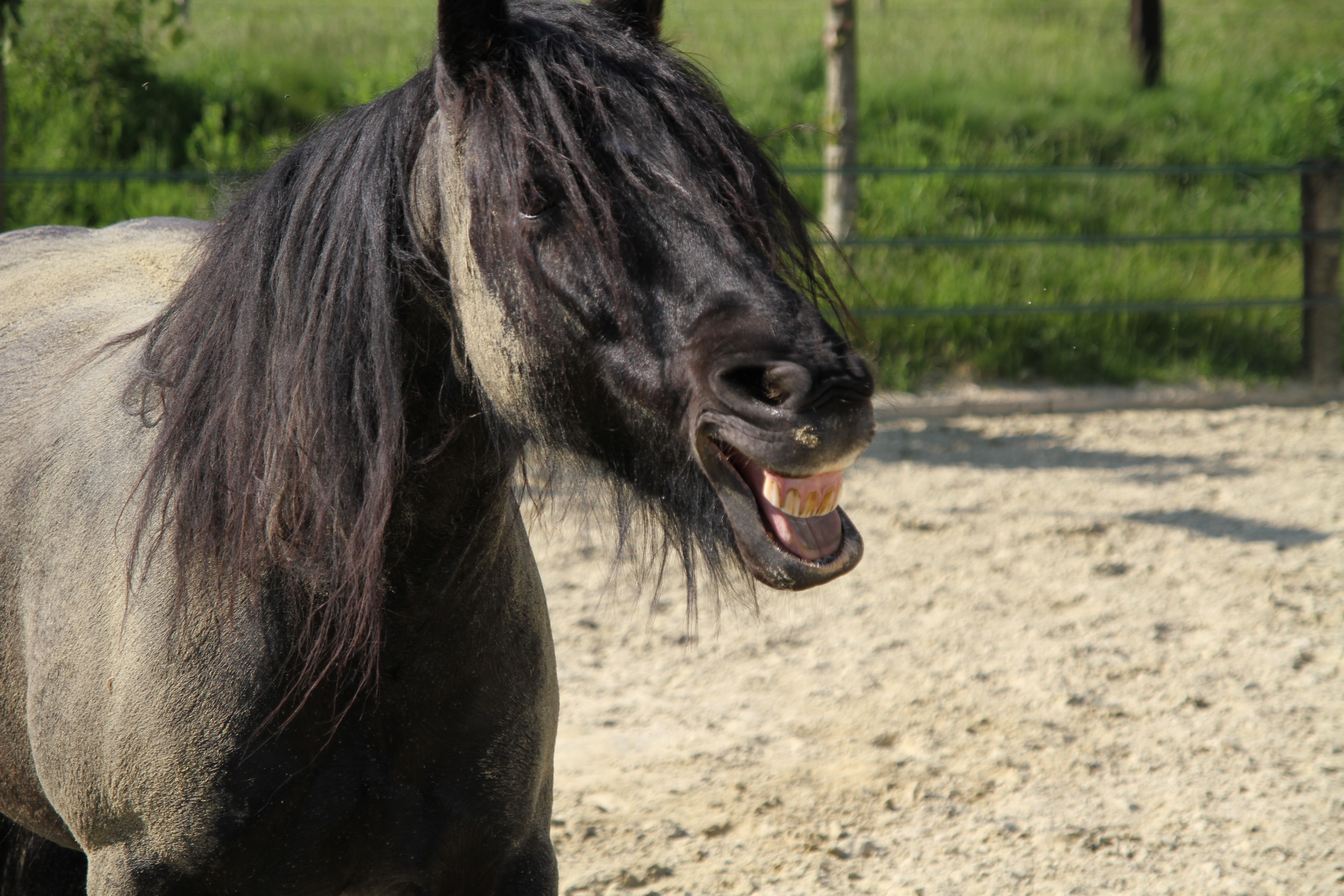 Ein schwarzes Pferd mit offenem Maul. Es sieht aus, als würde es lachen.