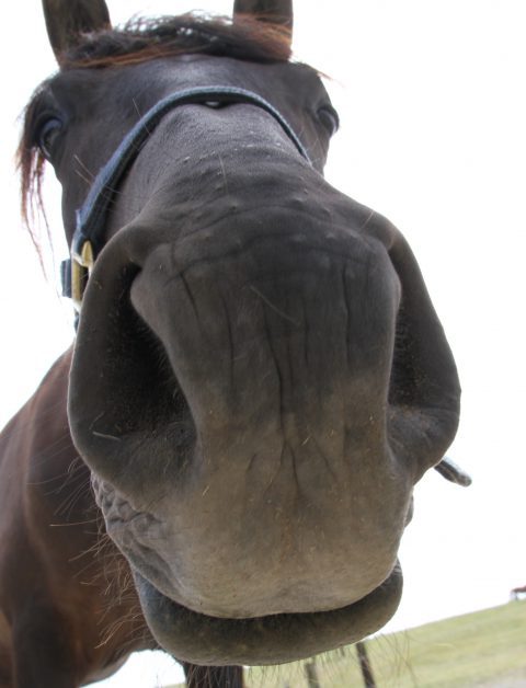 Ein Pferd hält seine Nase direkt vor das Objektiv.