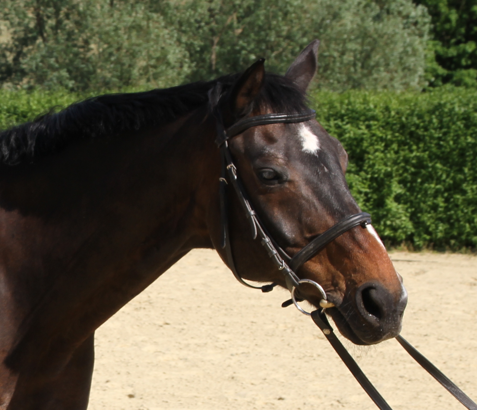 Ein attraktives dunkelbraunes Pferd im Profil