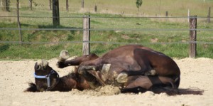 Ein schwarzes Pferd wälzt sich. Es trägt ein schönes Halfter.