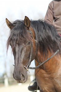 Ein schwarzes Pferd mit langer Mähne