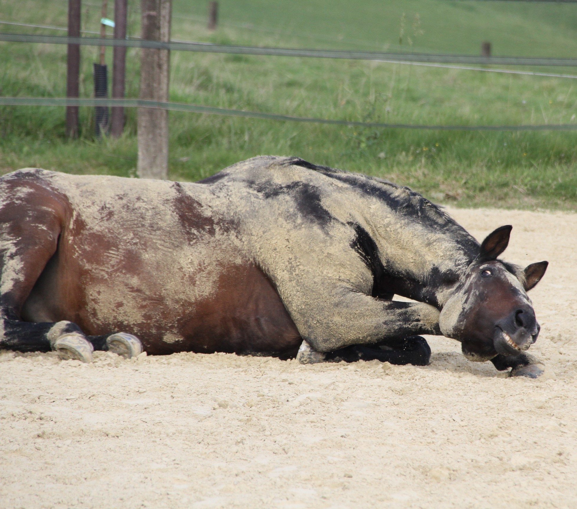 Ein liegendes Pferd, das lächelt