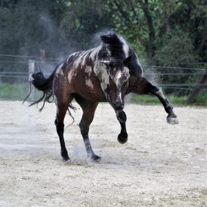 Ein bockender Fast-Hengst