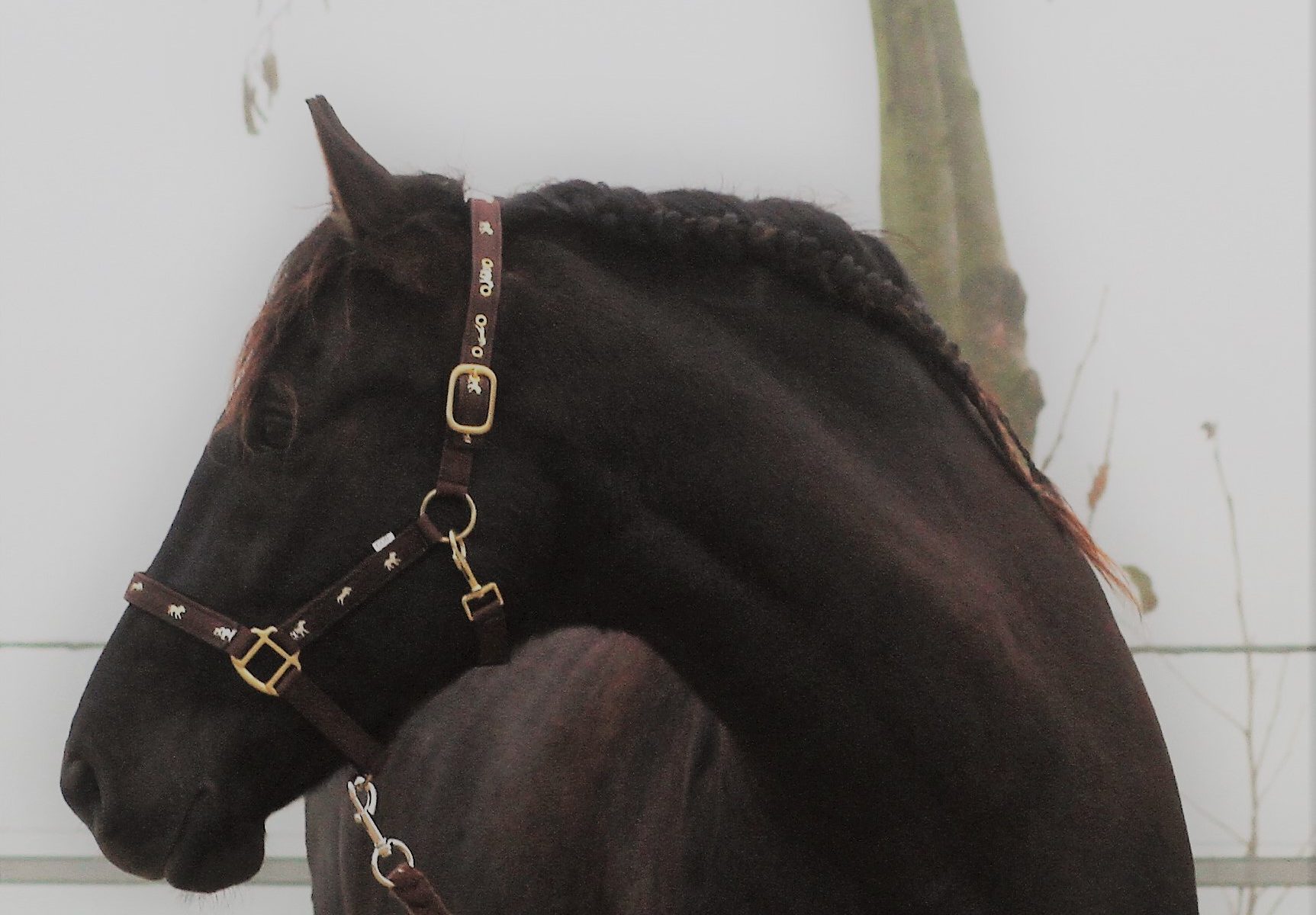 Furchtloser Blick in den Herbstnebel