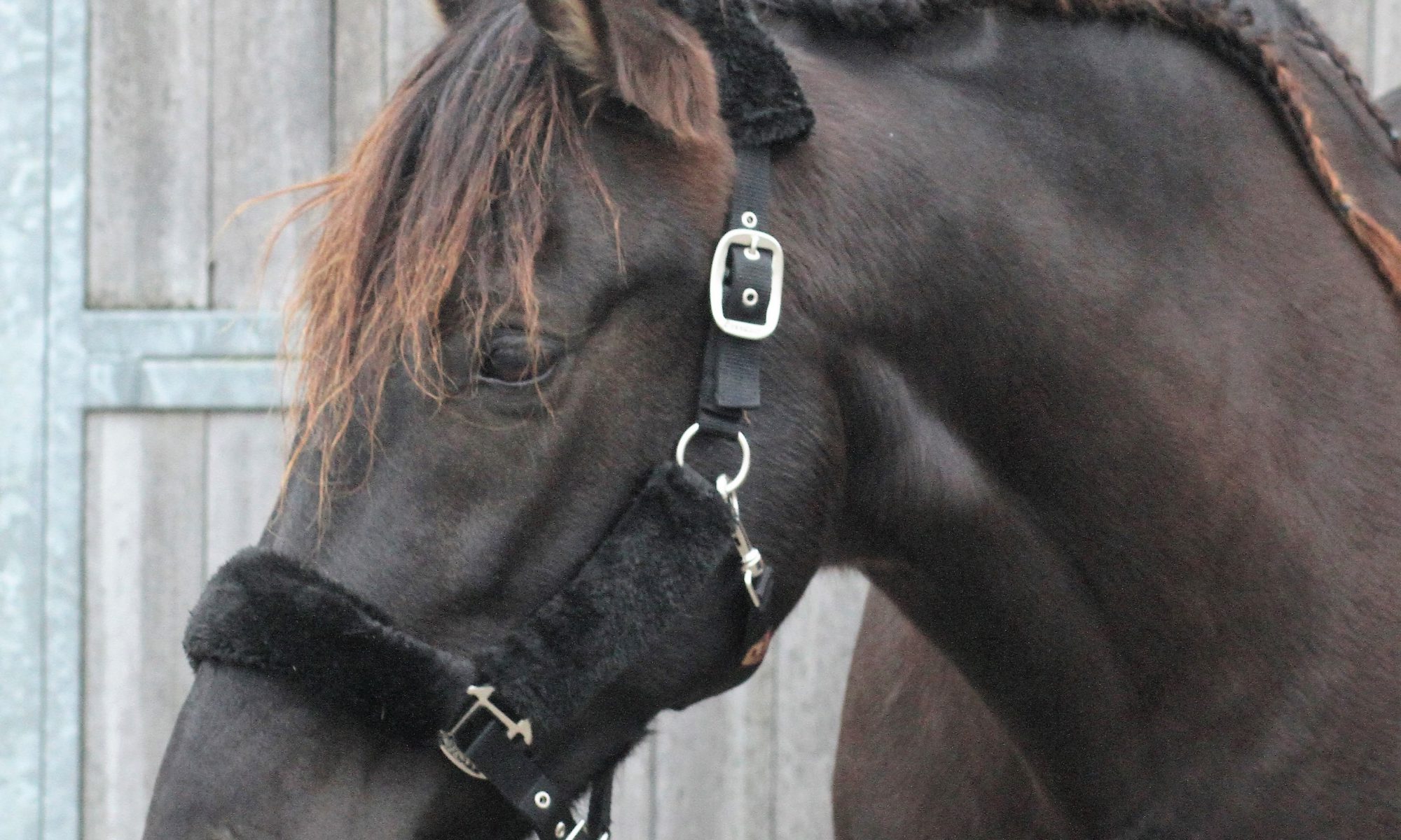 Das Siesta-Pferd mit hungrigem Blick