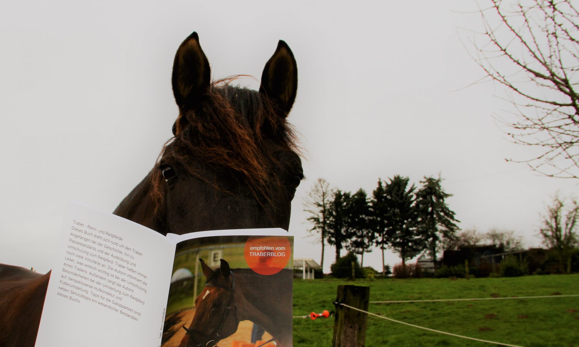 Das spanische Mähnenwunder und das Traber-Buch