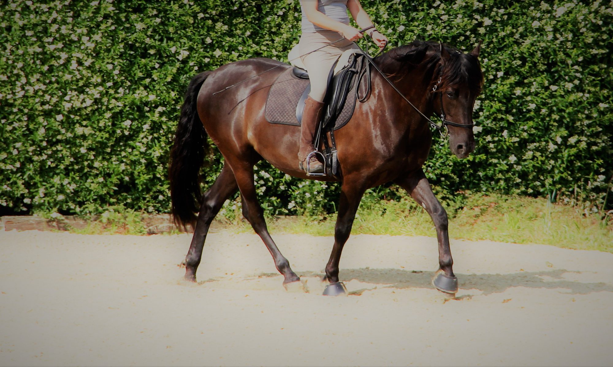 Reiten wird völlig überbewertet. Leichttraben auch.