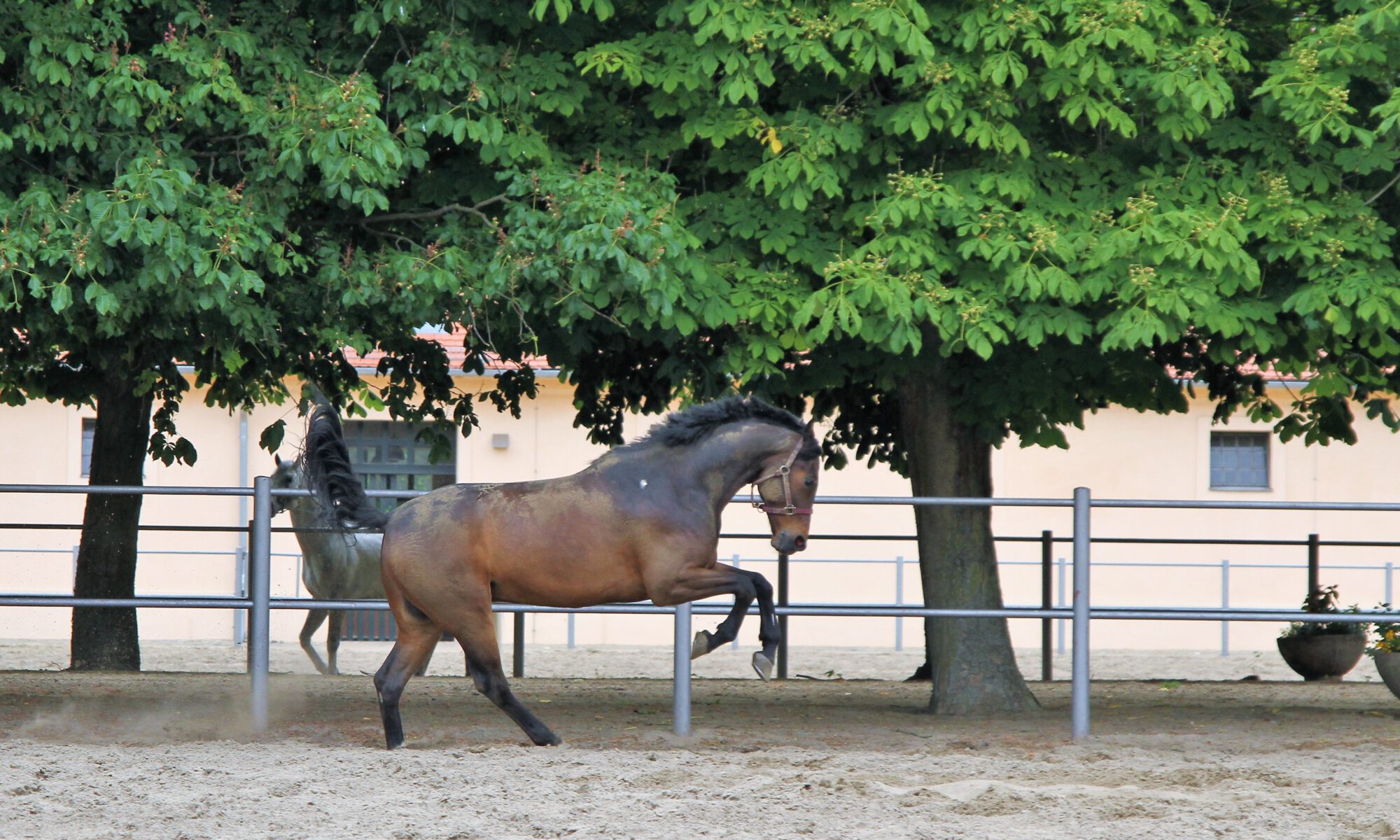 Ein braunes Pferd vor herrschaftlicher Kulisse