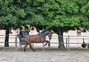 Ein braunes Pferd vor herrschaftlicher Kulisse