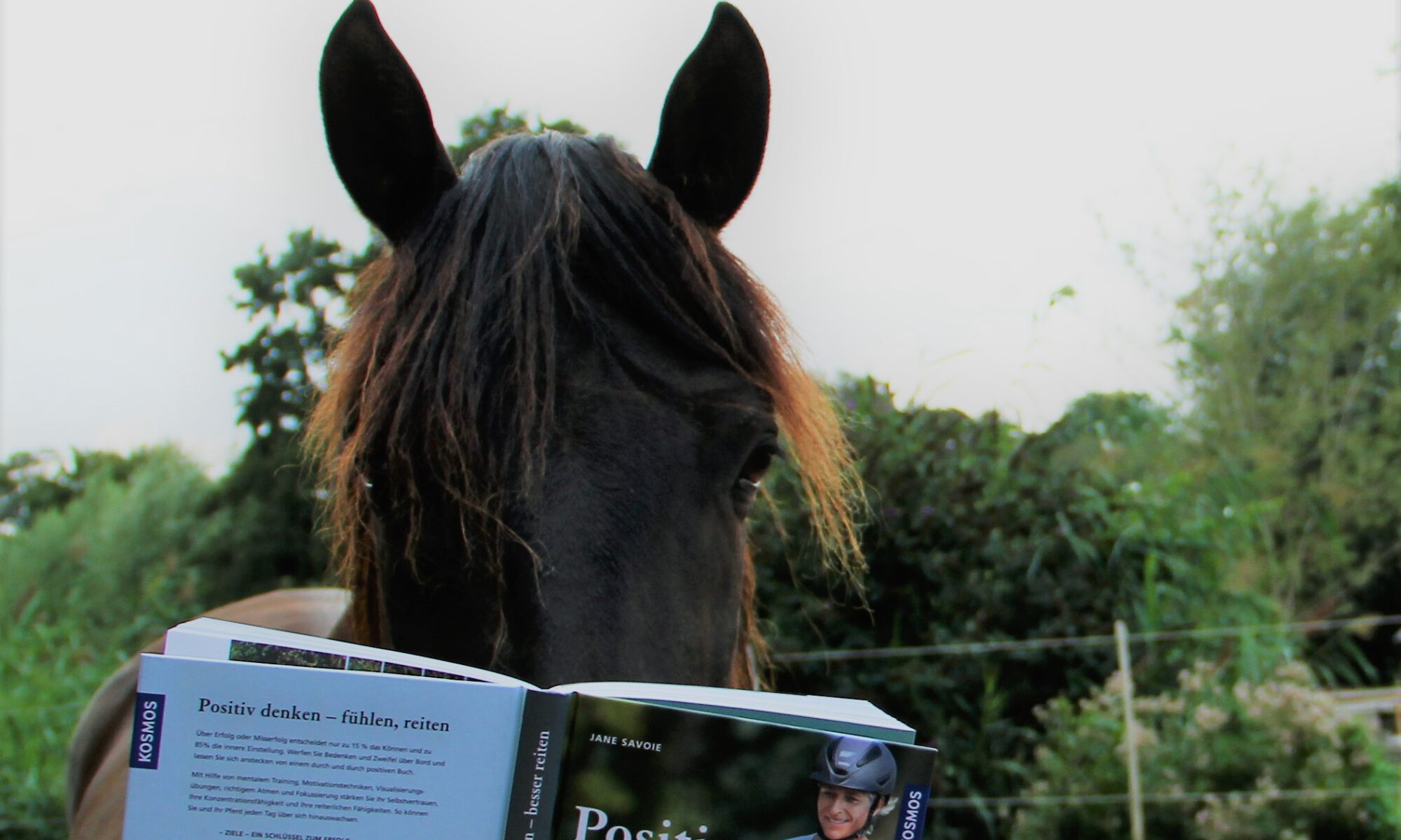 Das spanische Mähnenwunder liest "Positiv denken - besser reiten"