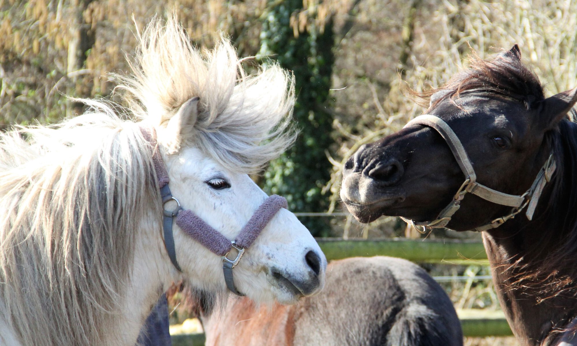 Zwei Pferde mit Bad Hair Day