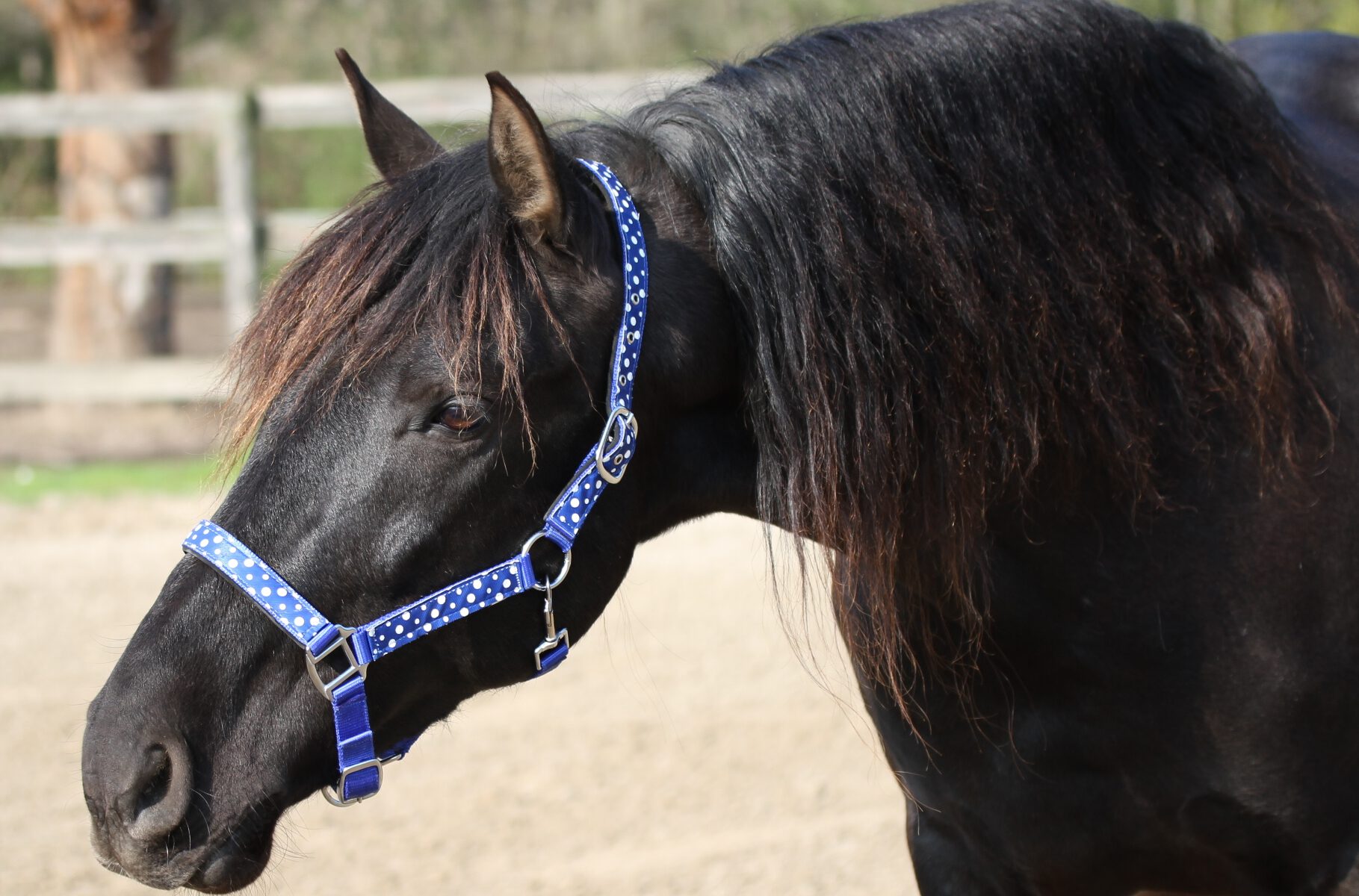 Ein schwarzes Pferd lächelt hoffnungsvoll in die Kamera