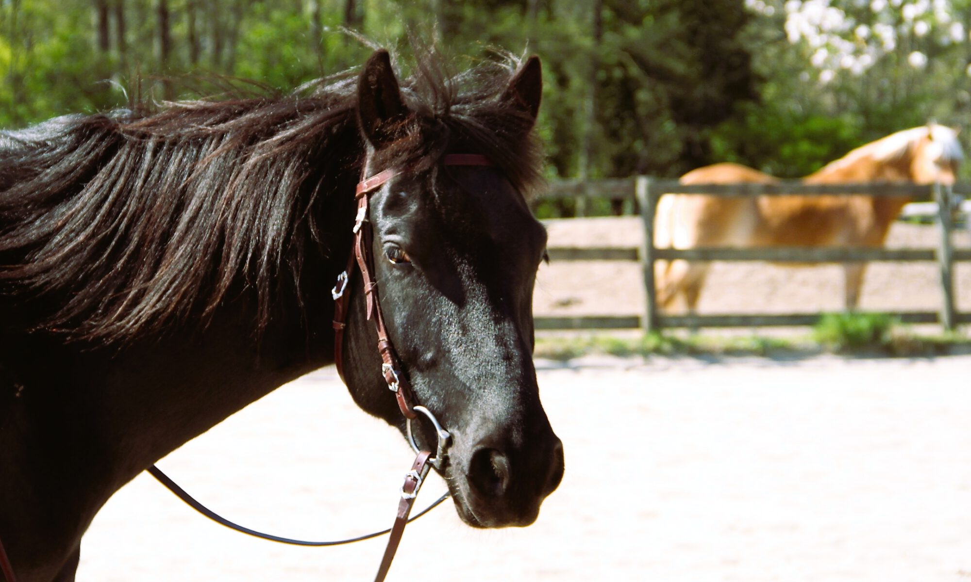 Reiten mit der Kraft der Gedanken - aber am liebsten gar nicht