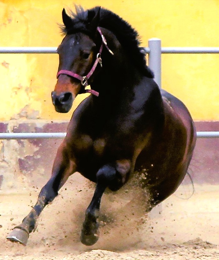 Ein braunes Pferd bewegt sich dynamisch und wirbelt Sand auf.