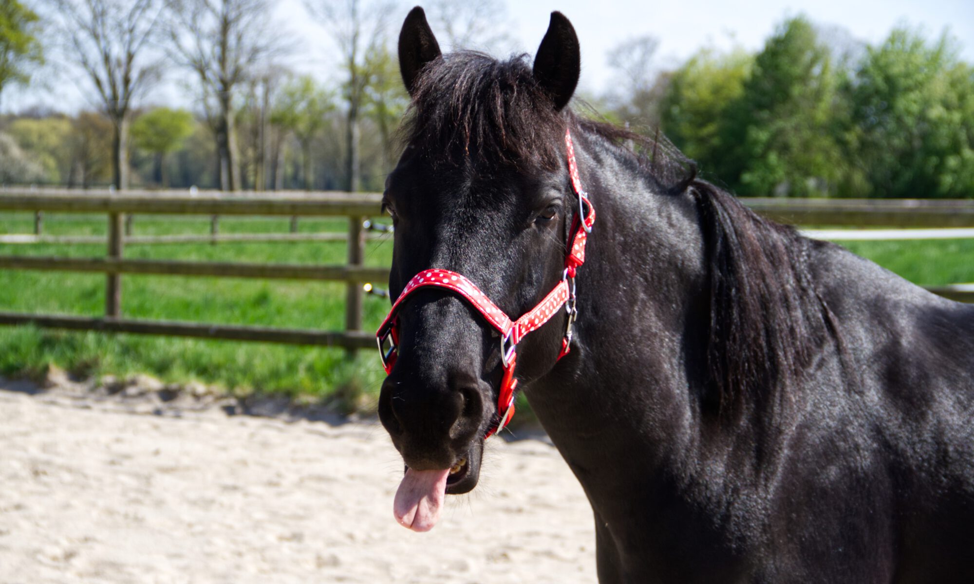 Ein schwarzes Pferd streckt die Zunge heraus. Man merkt gleich, dass es sehr klug ist.