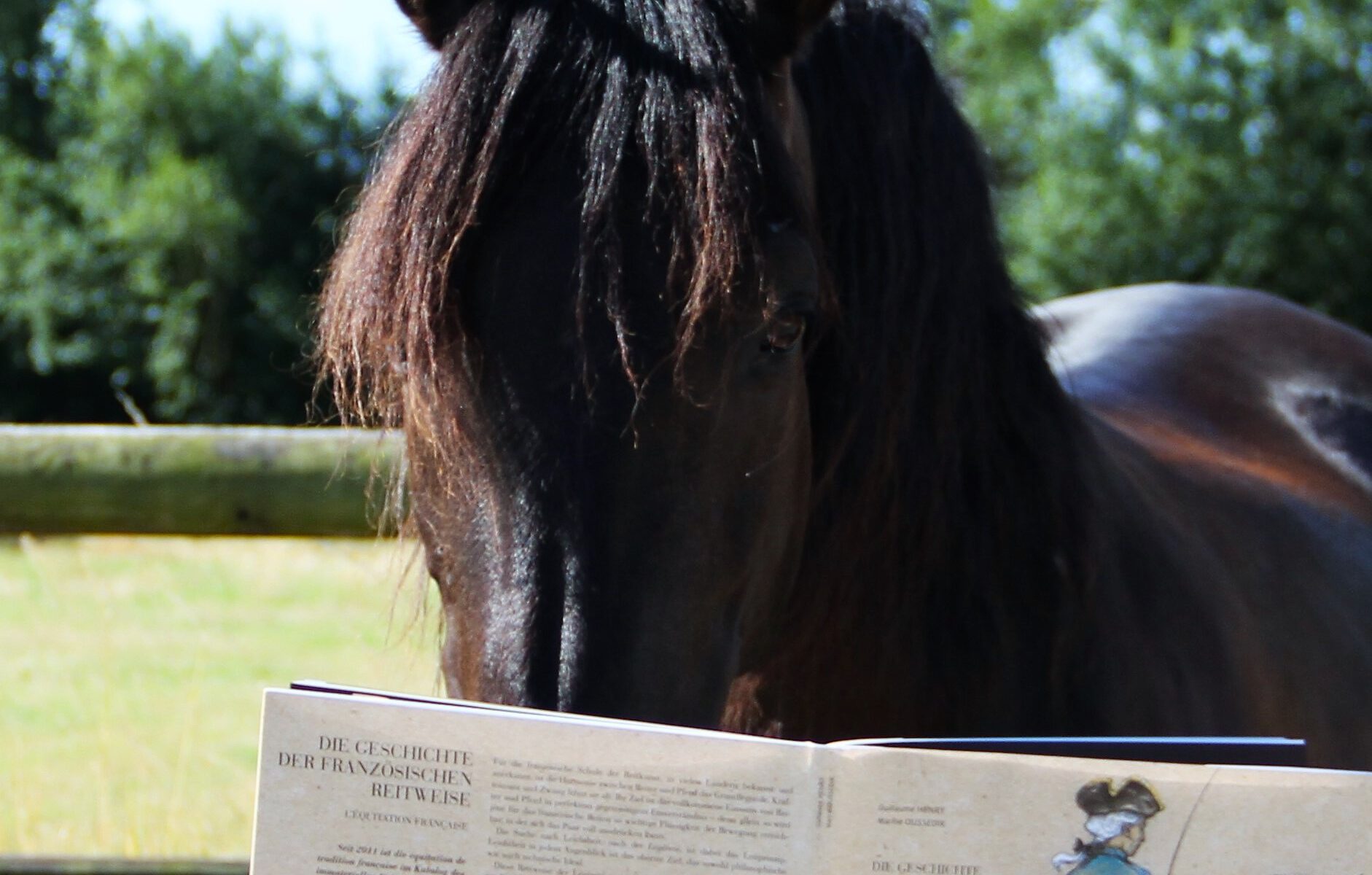 Der Lutschi tut so, als würde er ein Buch lesen. Mit dem Titel "Die Geschichte der französischen Reitweise". In Wirklichkeit guckt er nur die Bilder an.