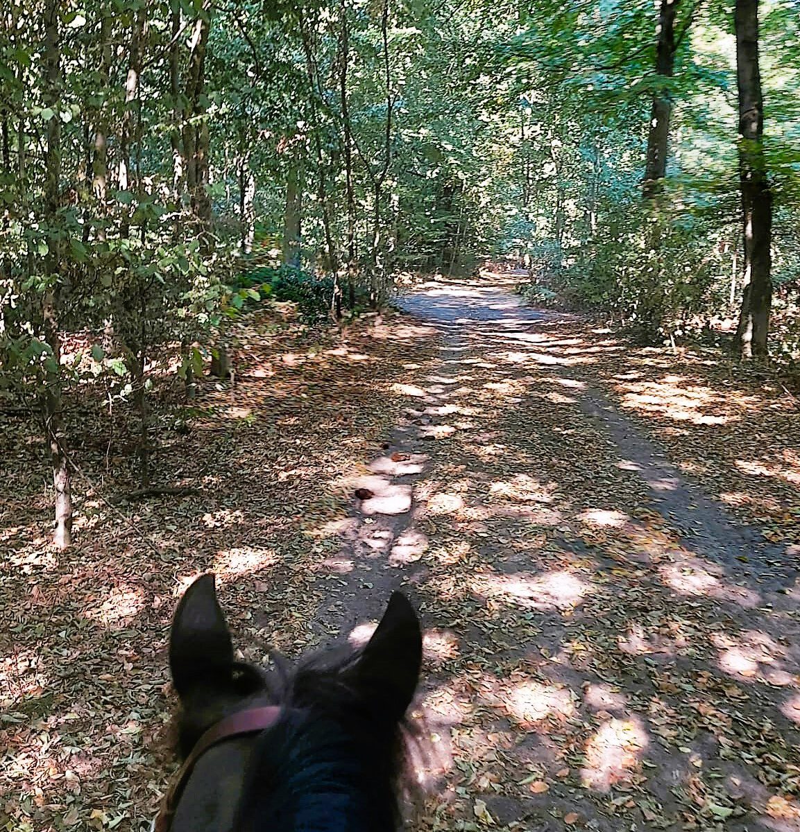 Zwischen den Pferdeohren hindurchfotografiert: Licht- und Schattenspiel im Wald