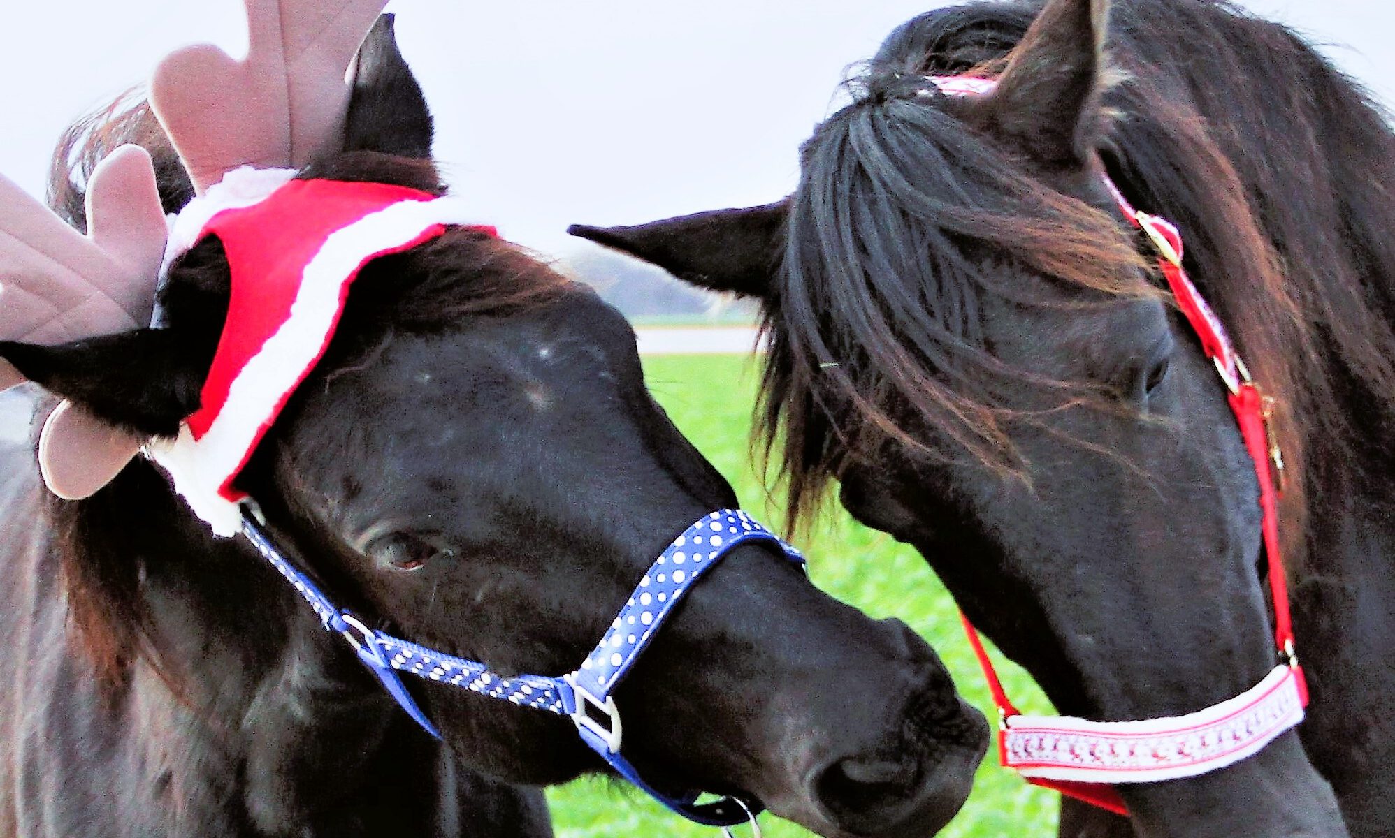 Zwei weihnachtlich geschmückte Pferde versuchen, sich gegenseitig in die Nase zu beißen