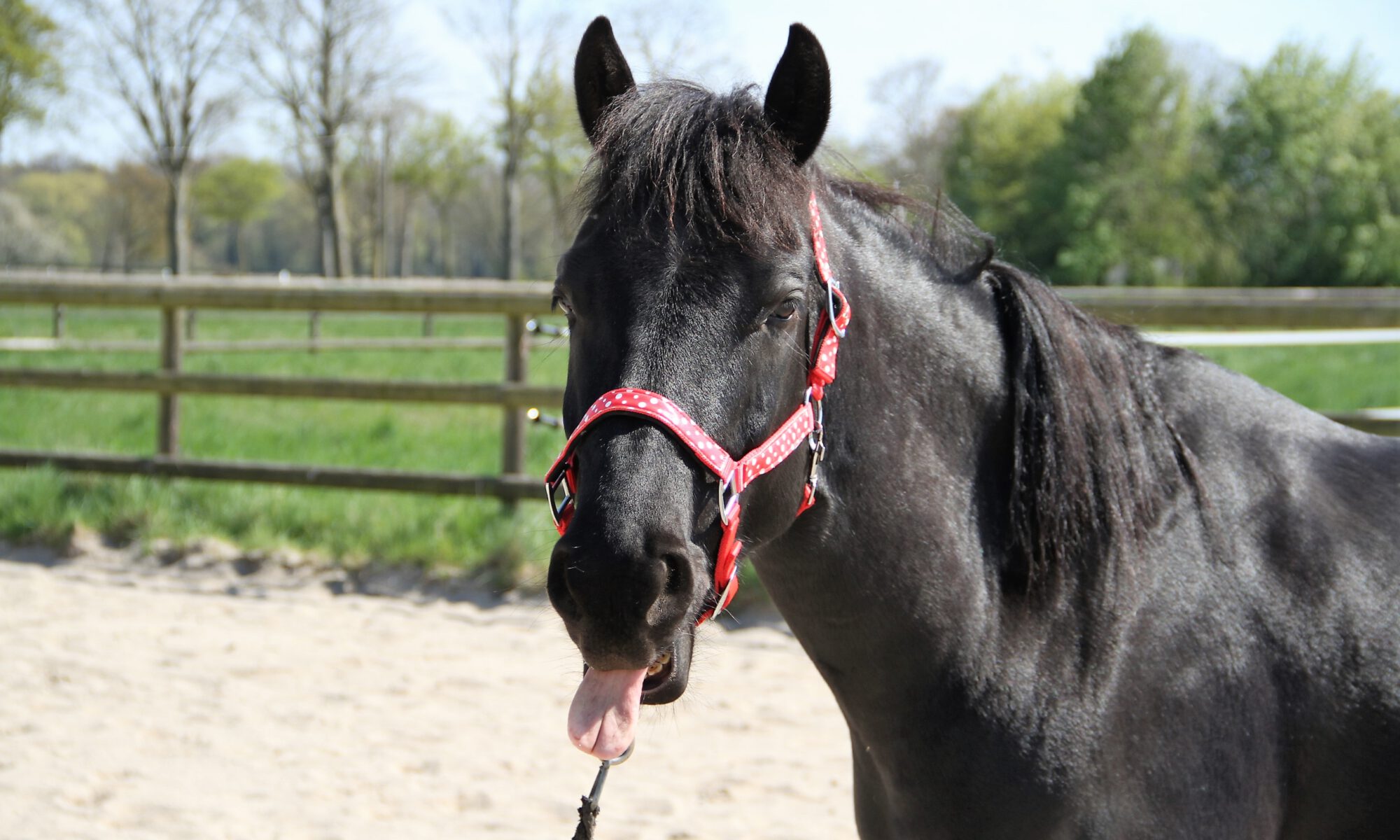 Ein schwarzes Pferd , das die Zunge herausstreckt
