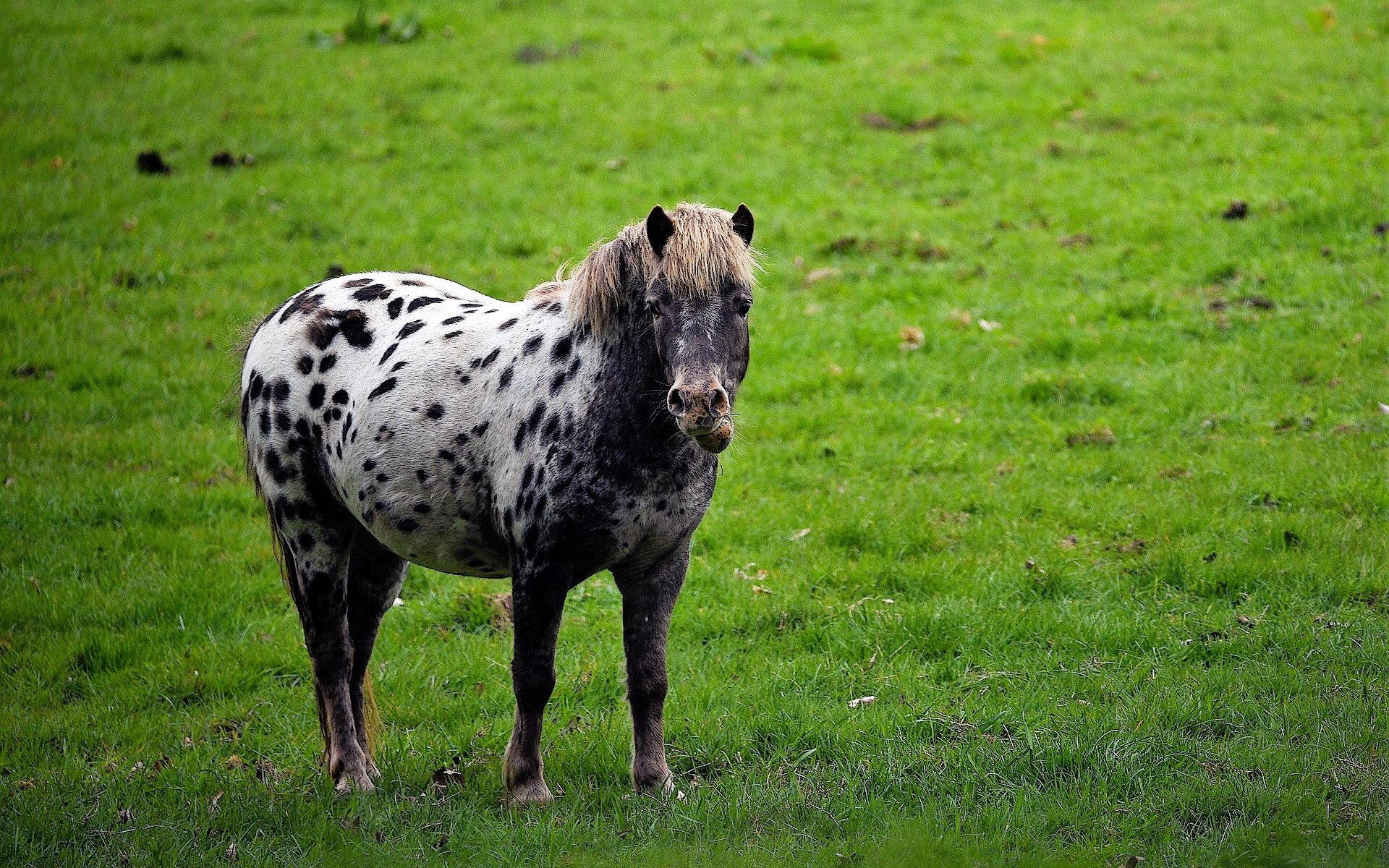 Ein dickes Pony steht auf der Wiese.