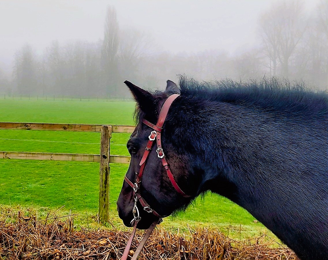 Ein schwarzes Pferd wird an der Trense geführt, möglicherweise als Handpferd. Im Hintergrund viel Grün und dekorativer Nebel.