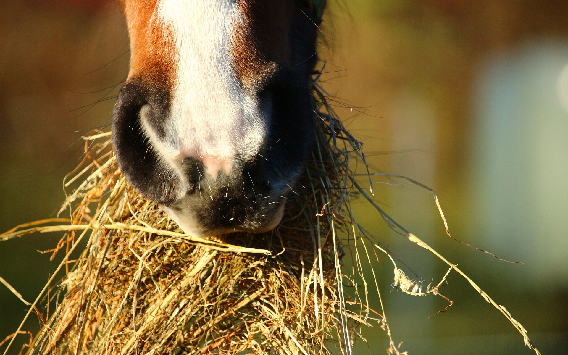 Ein Pferd frisst Heu.