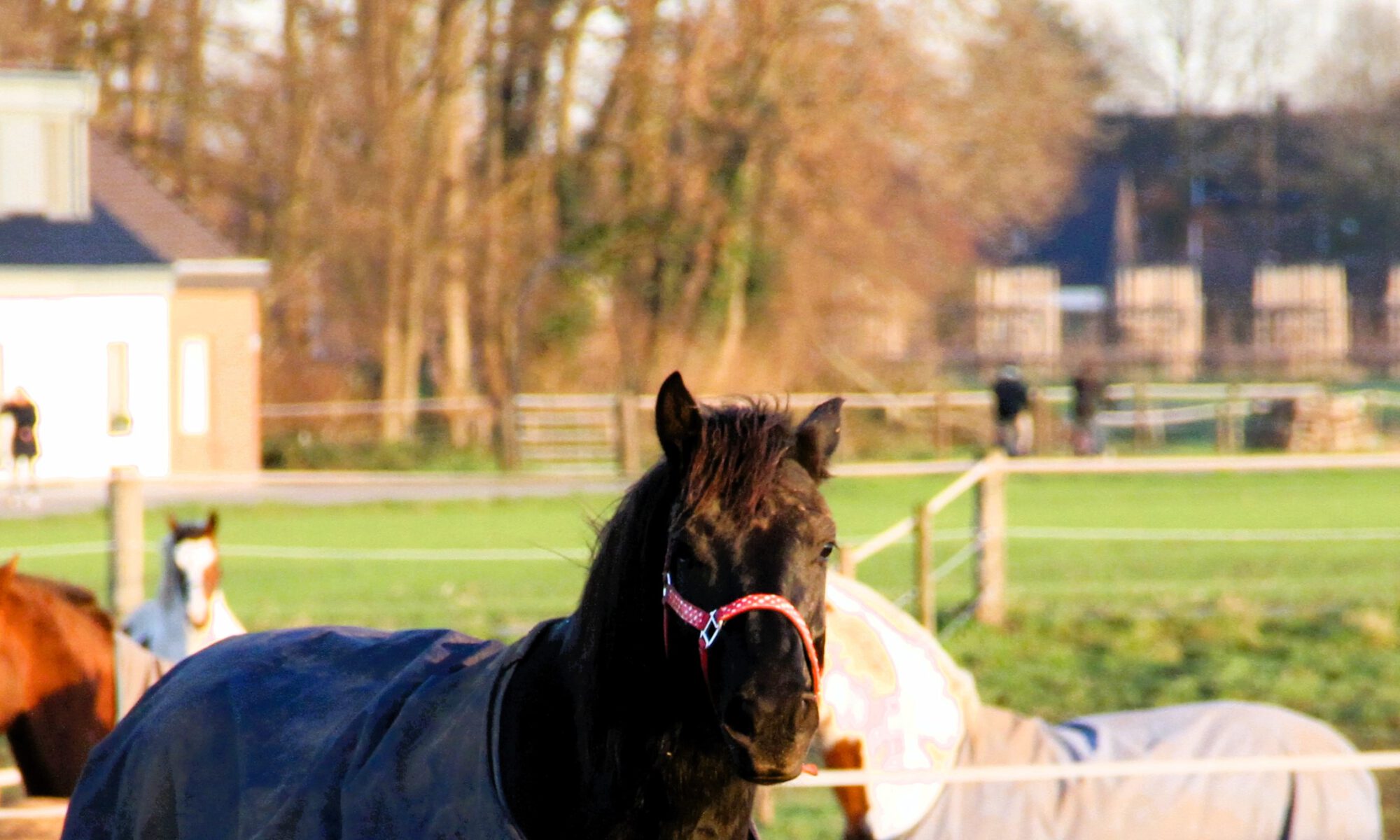 Eingedeckte Pferde auf dem Paddock