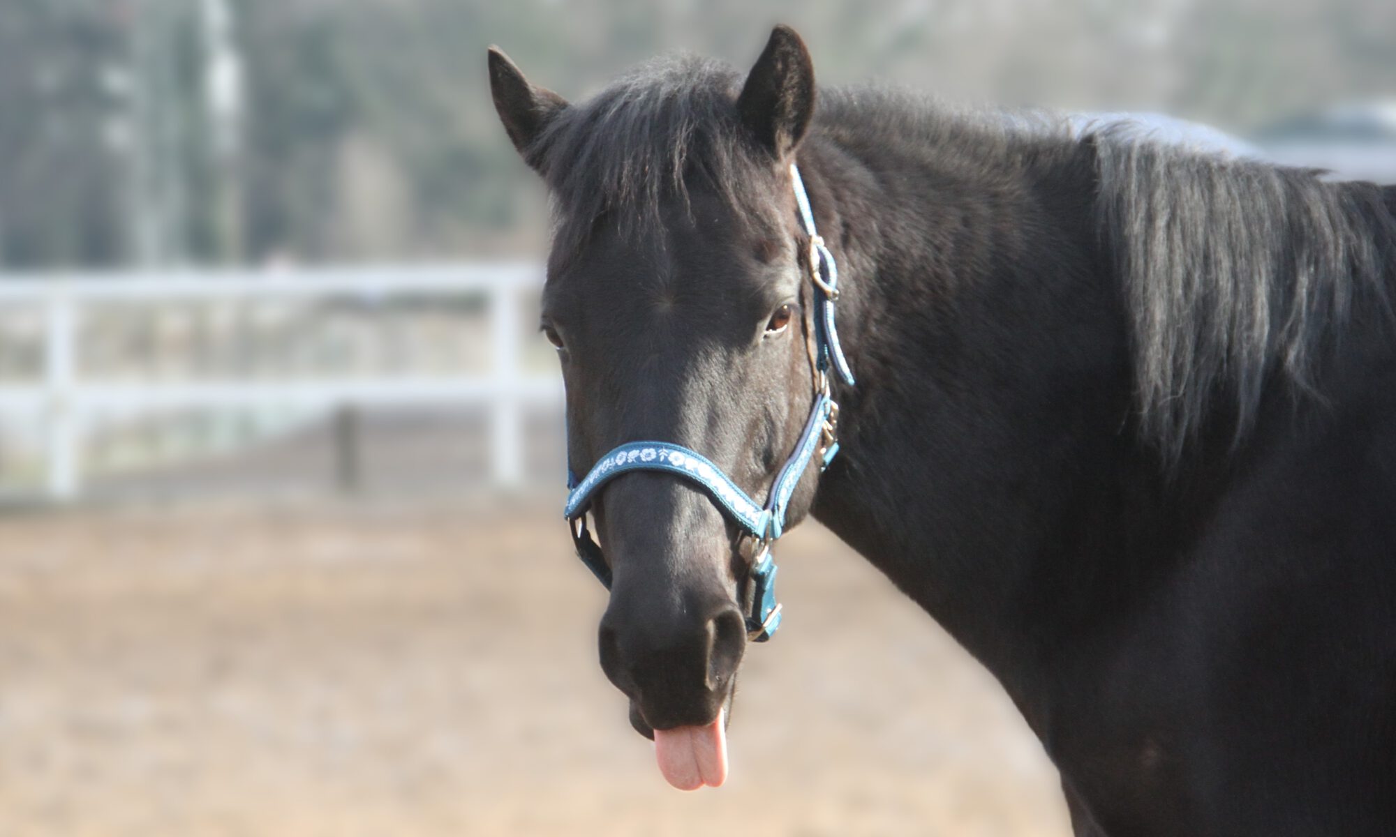 Ein sehr hübsches Pferd schaut in die Kamera und streckt die Zunge heraus