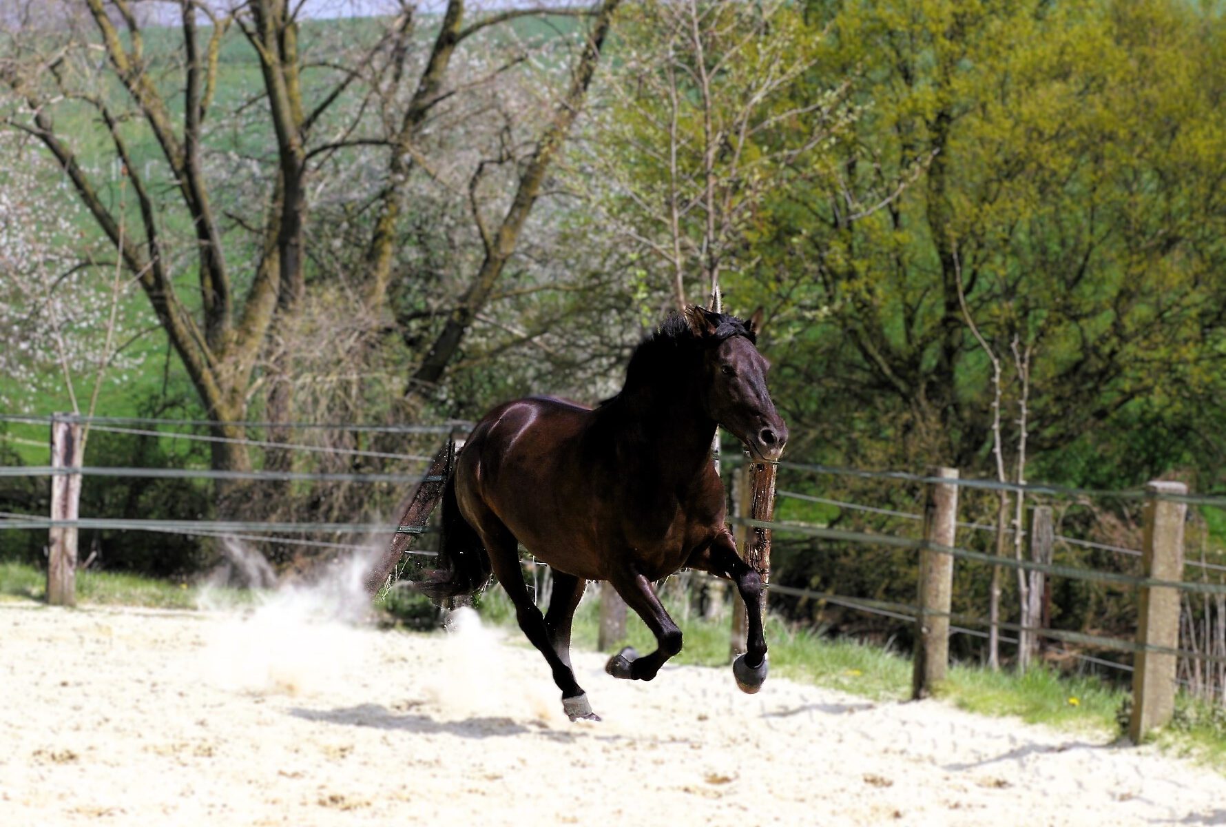 Das spanische Mähnenwunder im Galopp