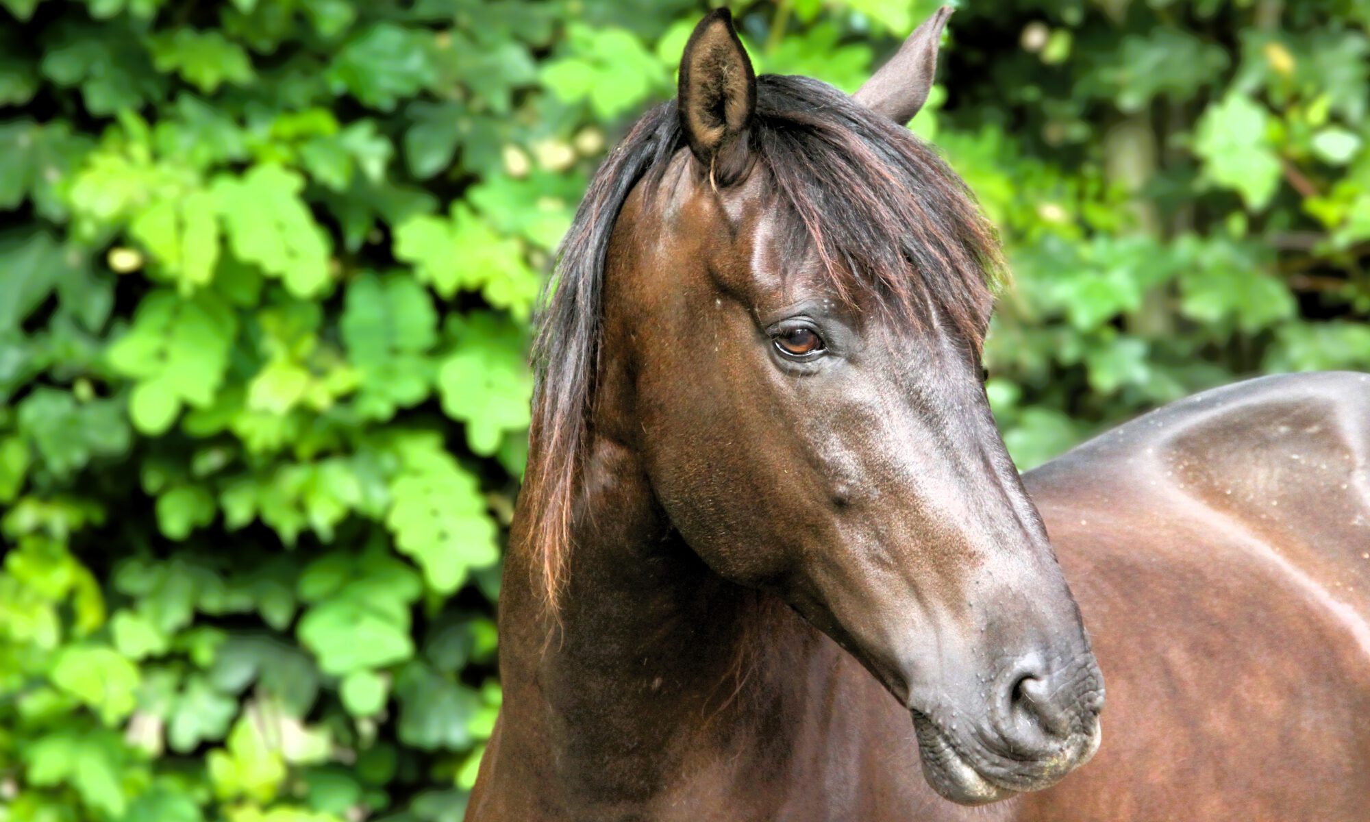 Ein schwarzes Pferd lächelt in die Kamera