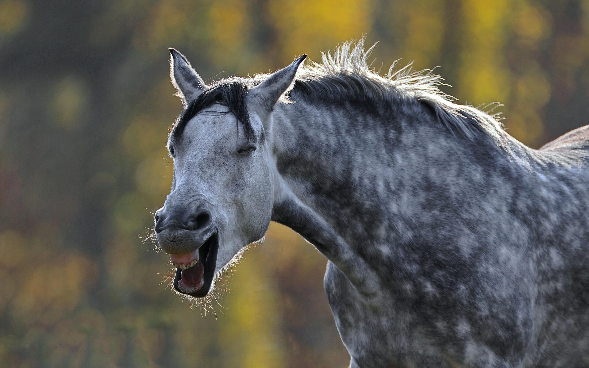 Ein Schimmel gähnt. Es sieht aus, als würde er lachen