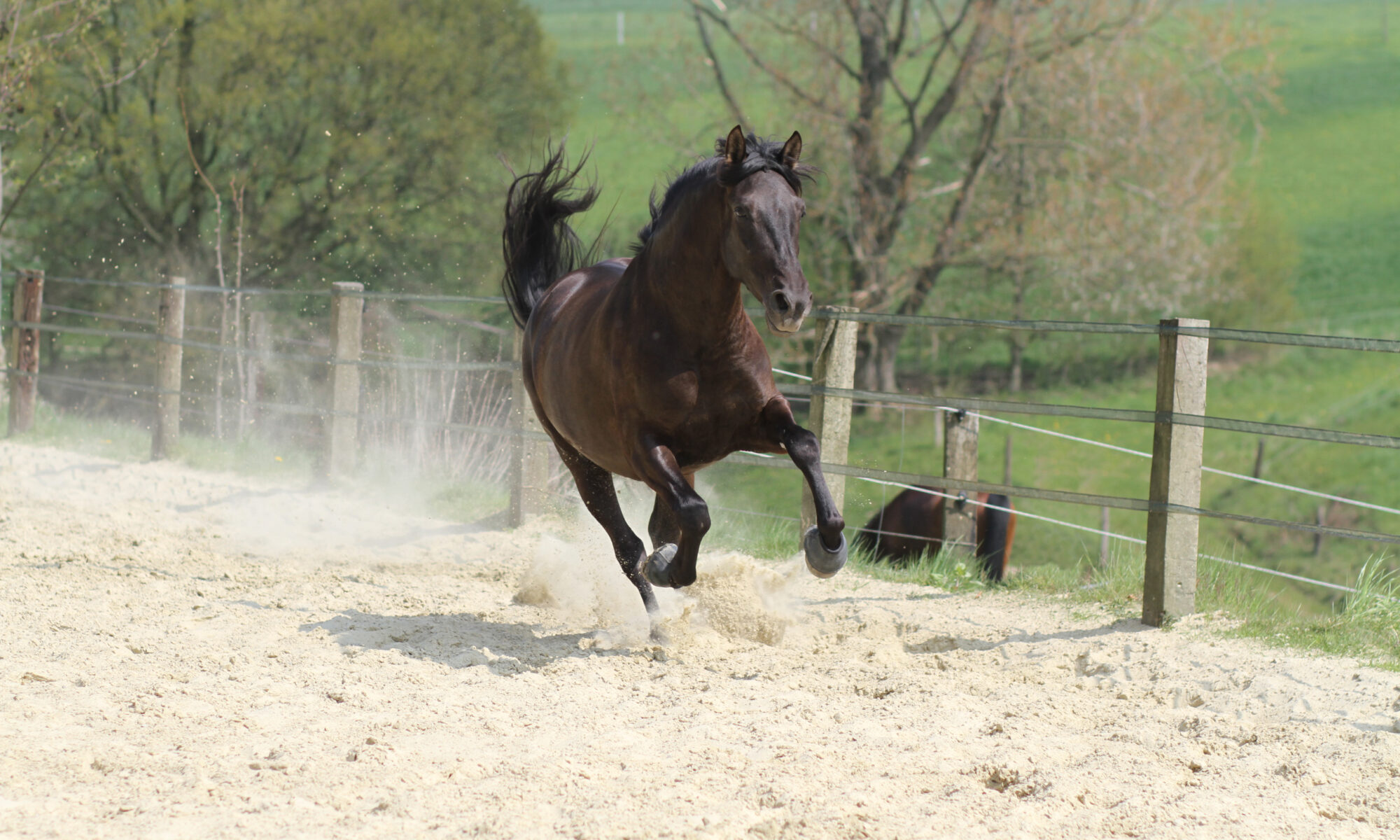 Ein schwarzes Pferd galoppiert und hat es offensichtlich eilig