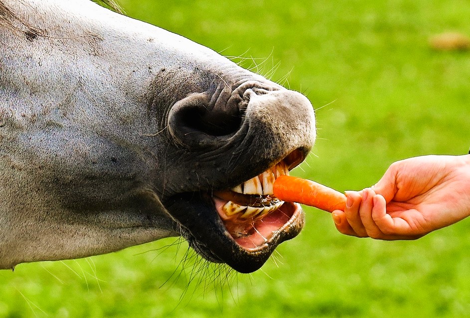 Ein Pferd frisst gierig eine Möhre